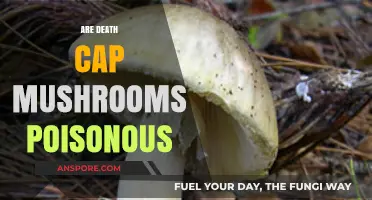 Are Death Cap Mushrooms Poisonous? Uncovering the Deadly Truth