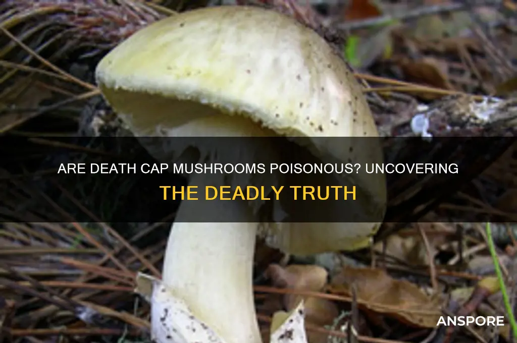 are death cap mushrooms poisonous