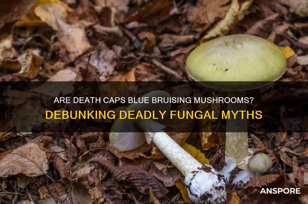 are death caps blue bruising mushrooms