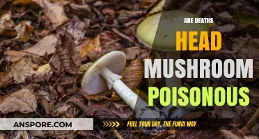 Are Death's Head Mushrooms Poisonous? Unveiling the Truth and Risks