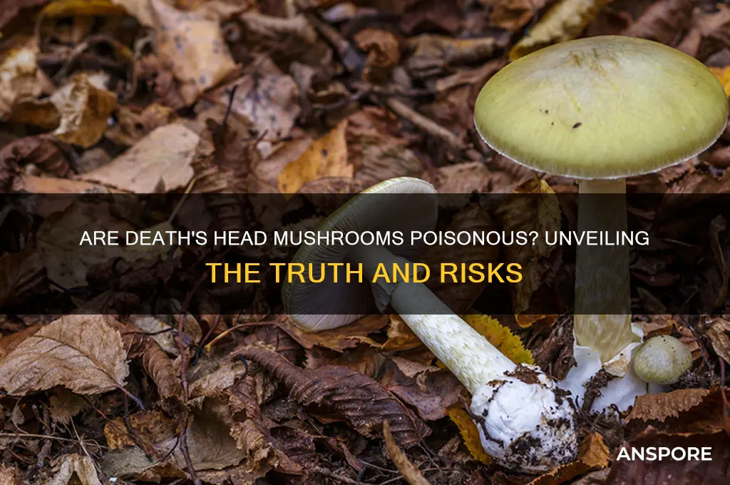 are deaths head mushrooms poisonous