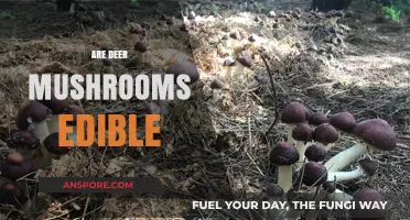 Are Deer Mushrooms Safe to Eat? A Comprehensive Guide