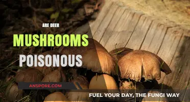 Are Deer Mushrooms Poisonous? Uncovering the Truth About These Fungi