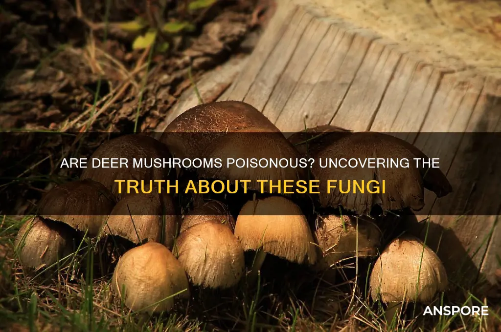 are deer mushrooms poisonous