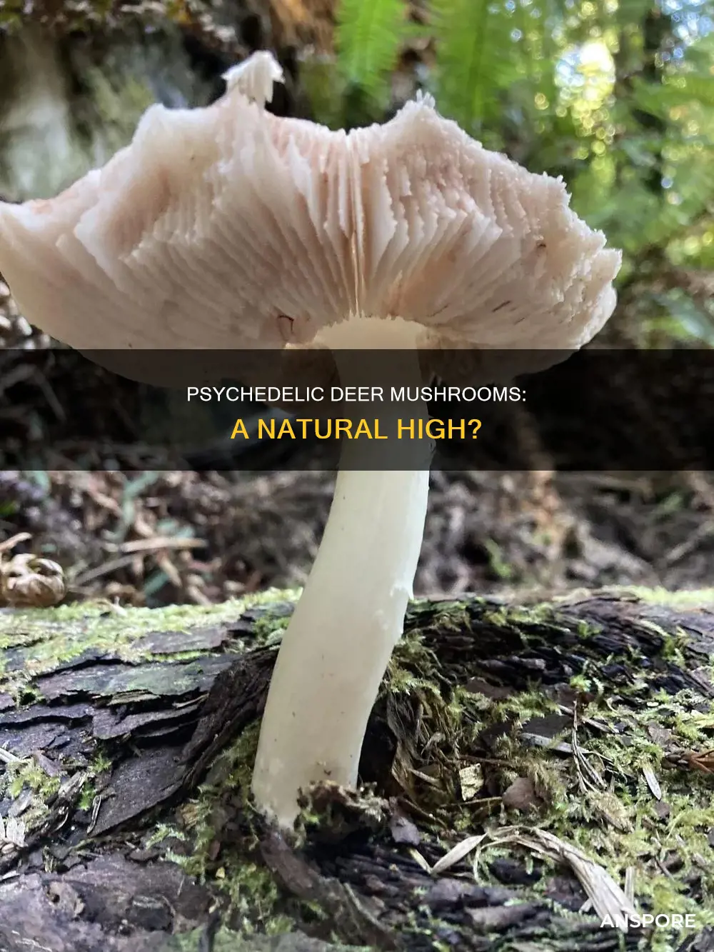 are deer mushrooms psychedelic