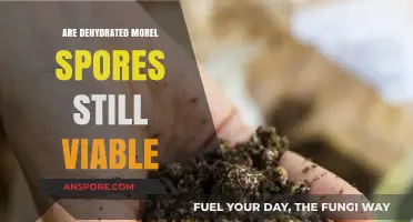Can Dehydrated Morel Spores Still Grow Mushrooms? Viability Explored