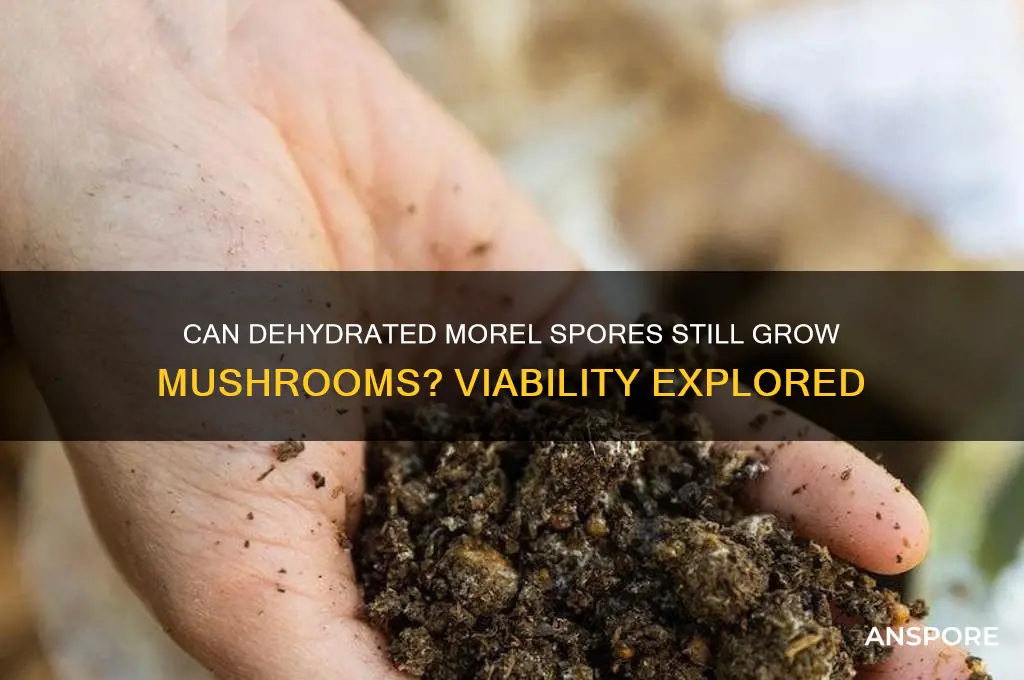 are dehydrated morel spores still viable