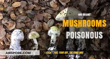 Are Desert Mushrooms Poisonous? A Guide to Safe Foraging