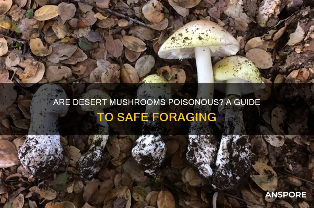 are desert mushrooms poisonous