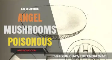 Are Destroying Angel Mushrooms Poisonous? Unveiling Deadly Fungal Truths