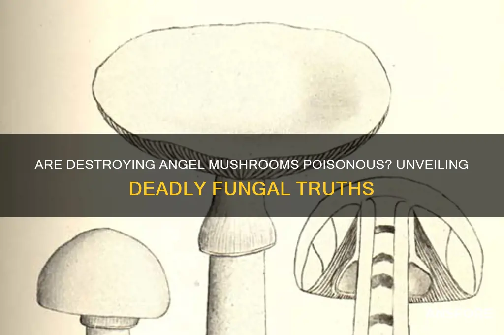 are destroying angel mushrooms poisonous