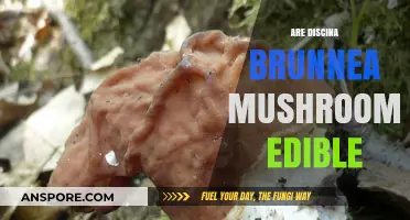 Are Discina Brunnea Mushrooms Edible? A Comprehensive Guide