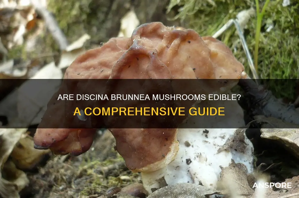 are discina brunnea mushrooms edible