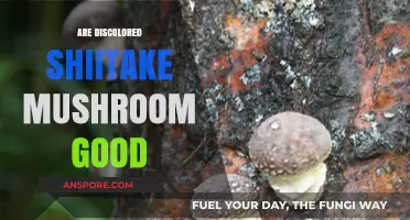 Are Discolored Shiitake Mushrooms Safe to Eat? A Guide