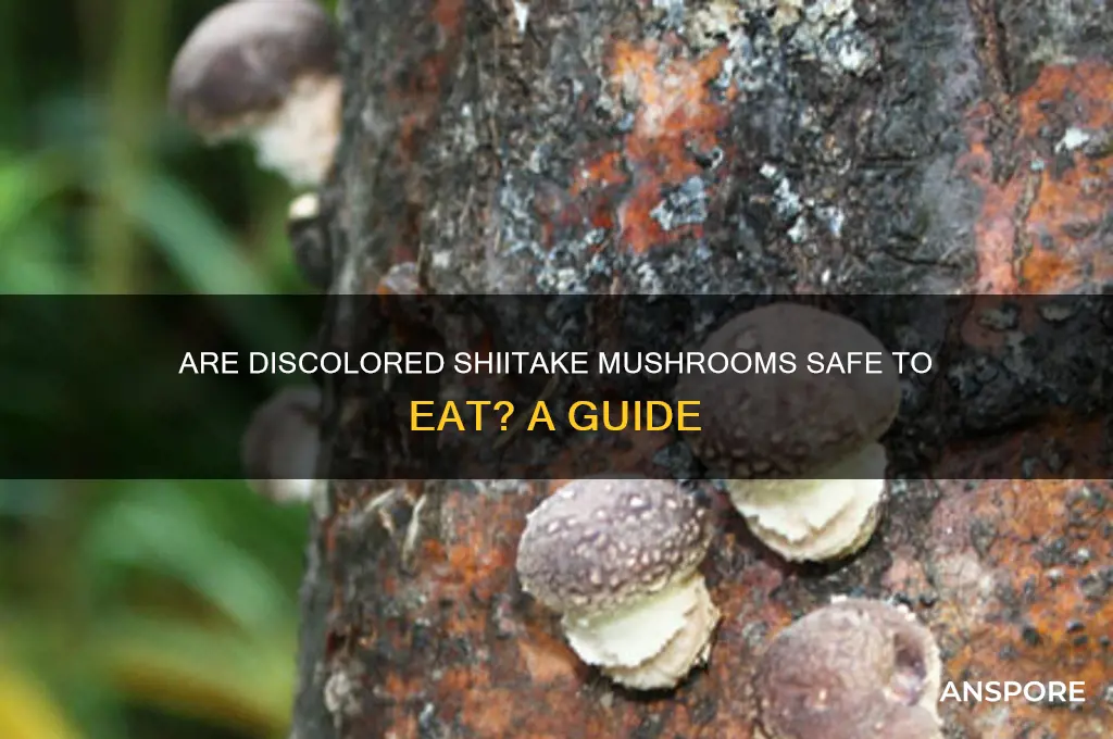 are discolored shiitake mushroom good