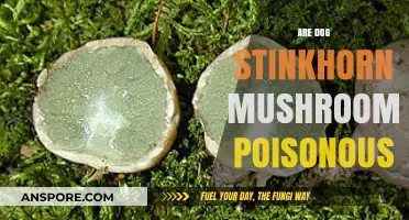 Are Dog Stinkhorn Mushrooms Poisonous? A Pet Owner's Guide