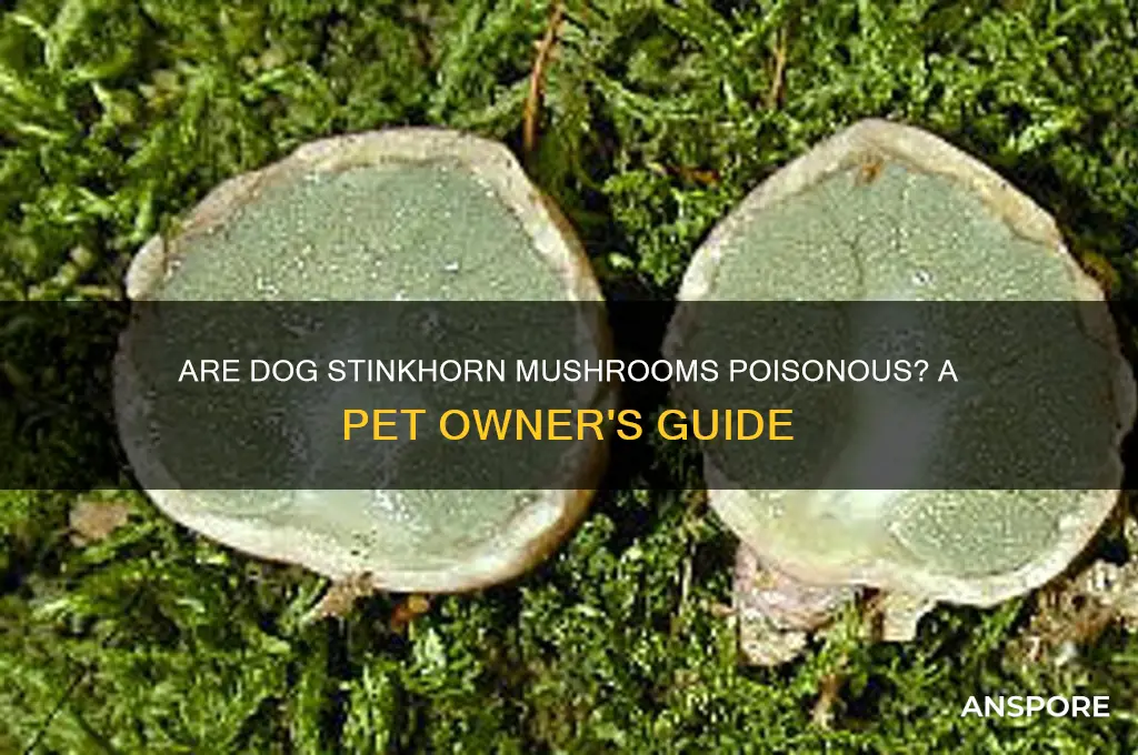 are dog stinkhorn mushrooms poisonous