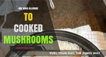 Can Dogs Eat Cooked Mushrooms? Allergy Risks and Safety Tips