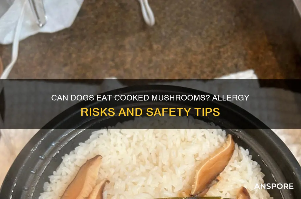 are dogs allergic to cooked mushrooms