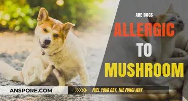 Dog owners beware: Mushroom allergy in dogs