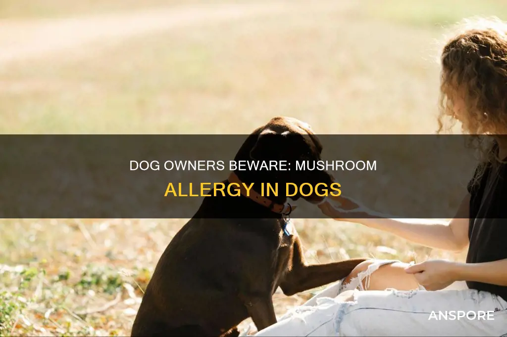 are dogs allergic to mushrooms