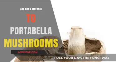 Can Dogs Eat Portabella Mushrooms? Allergy Risks and Safety Tips