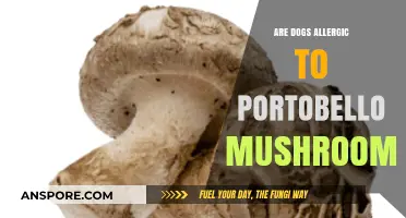 Can Dogs Eat Portobello Mushrooms? Allergy Risks and Safety Tips