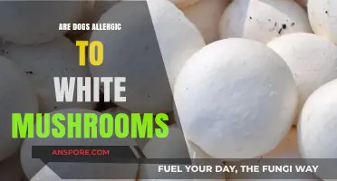 Can Dogs Safely Eat White Mushrooms? Allergy Risks Explained