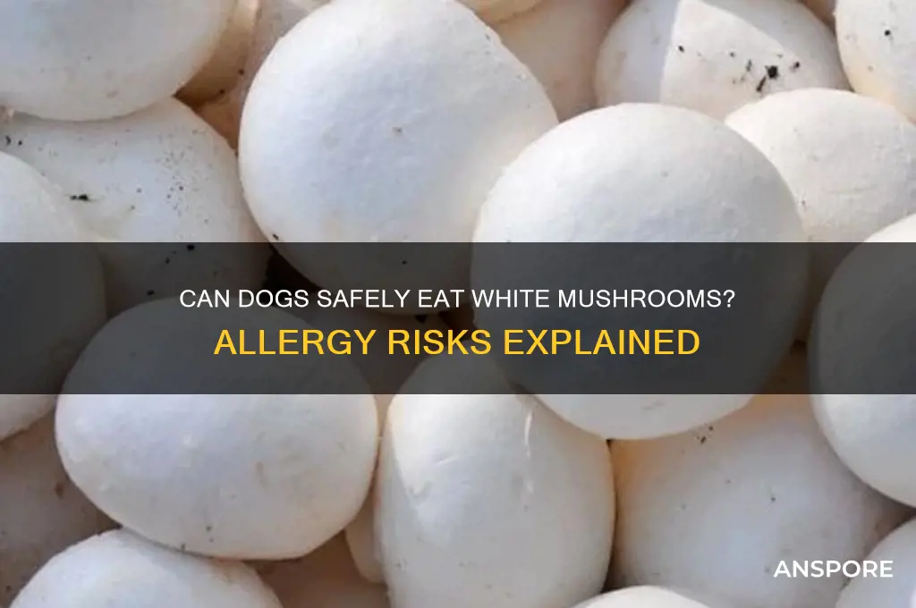 are dogs allergic to white mushrooms