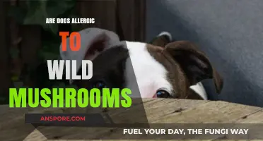 Can Wild Mushrooms Harm Dogs? Allergy Risks and Safety Tips