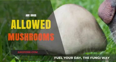 Mushroom Safety: Can Dogs Eat Them?