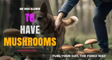 Can Dogs Eat Mushrooms? Safety Tips and Risks Explained