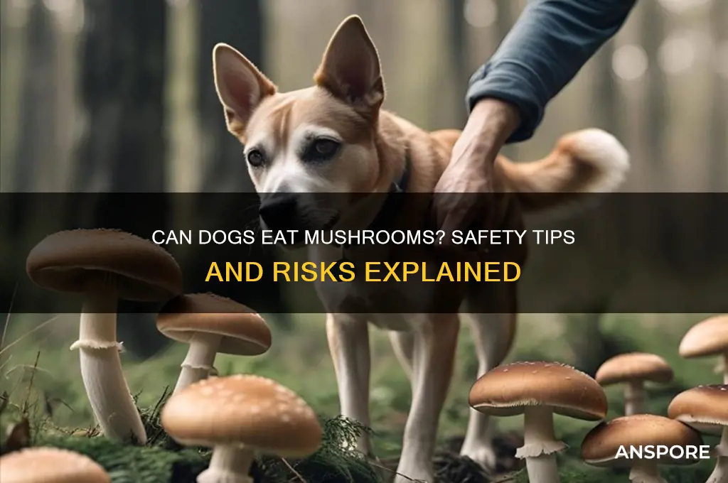 are dogs allowed to have mushrooms