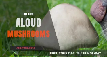 Mushroom Alert: Are Dogs Allowed to Eat Them?