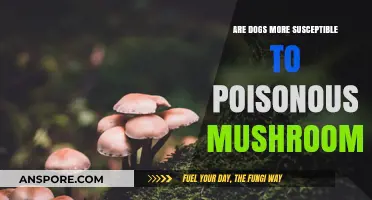 Dogs and Poisonous Mushrooms: Understanding the Risks and Prevention Tips