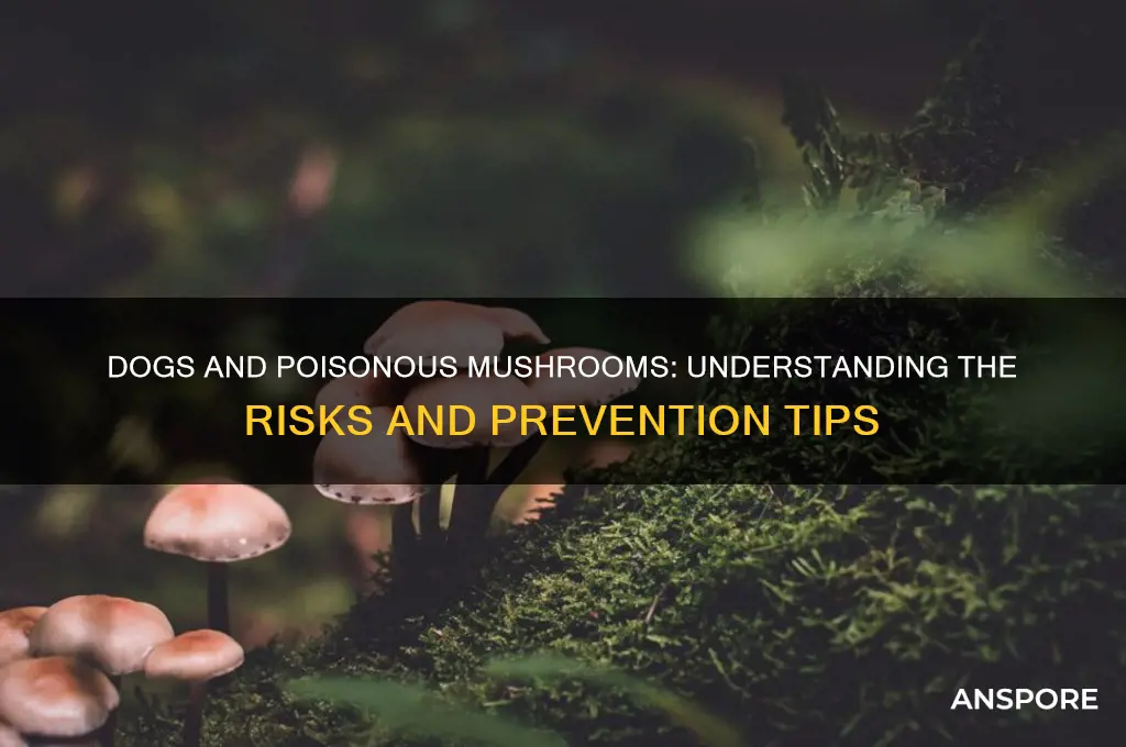 are dogs more susceptible to poisonous mushrooms