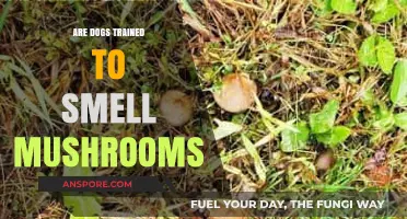 Canine Mushroom Detection: Training Dogs to Sniff Out Fungi