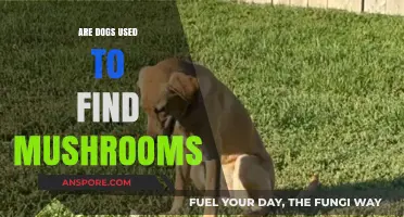 Canine Foragers: How Dogs Are Trained to Sniff Out Mushrooms
