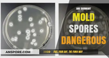 Dormant Mold Spores: Hidden Health Risks and Safety Concerns