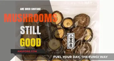 Are Dried Shiitake Mushrooms Still Good? A Storage Guide