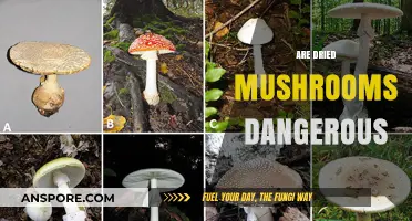 Mushroom Drying: Safe or Risky Business?