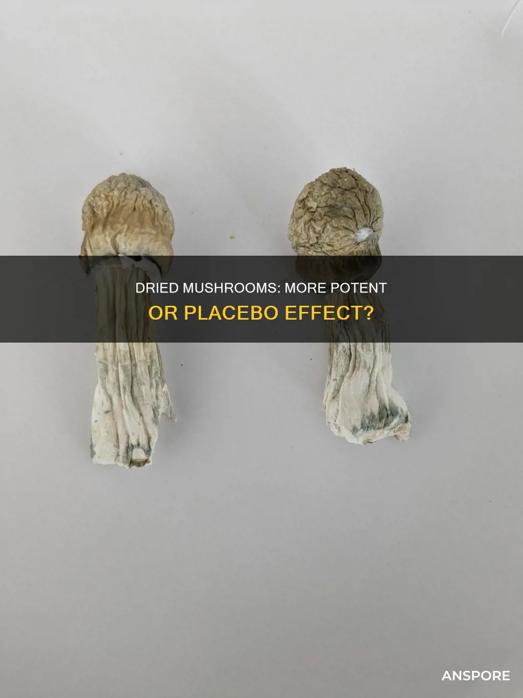 are dried mushrooms more potent