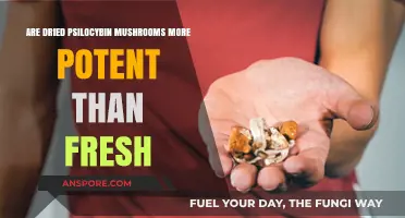 Dried vs. Fresh Psilocybin Mushrooms: Which Packs More Potency?