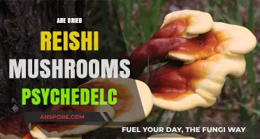 Reishi Mushrooms: Psychedelic or Placebo?