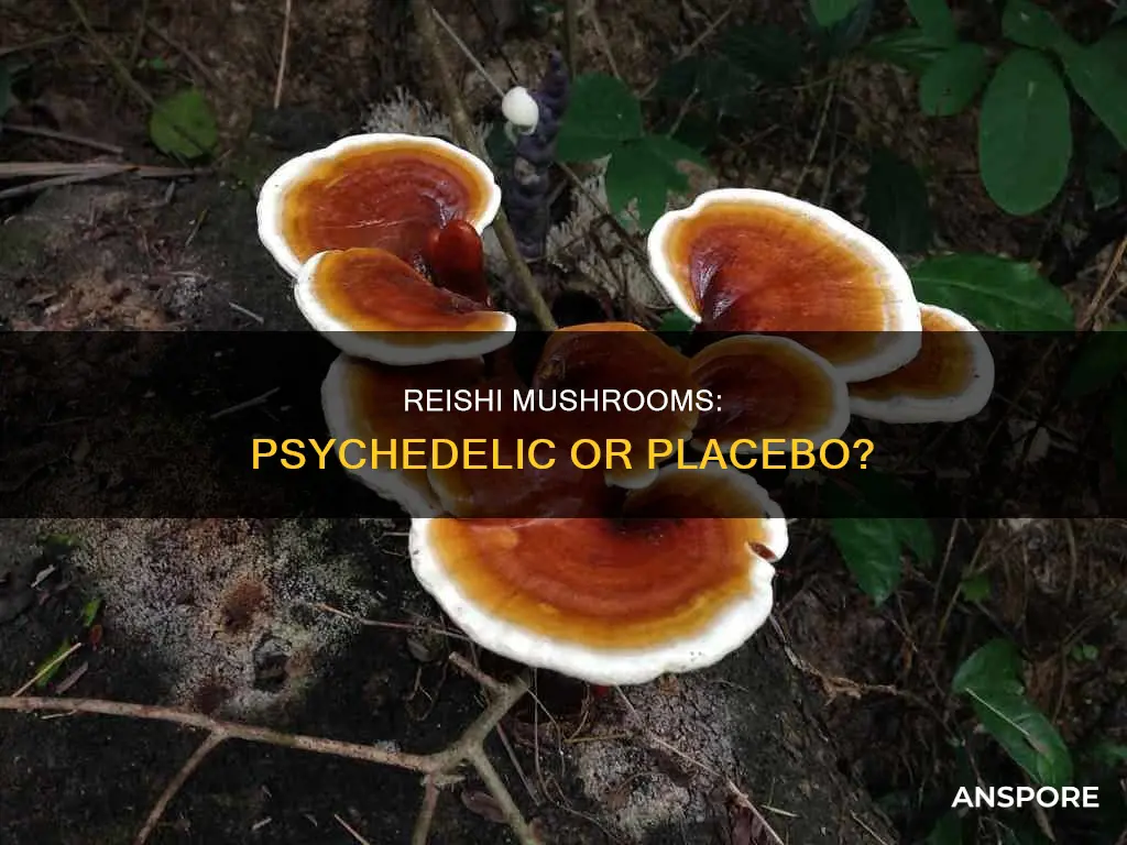 are dried reishi mushrooms psychedelc