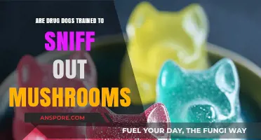 Can Drug Dogs Detect Mushrooms? Exploring K9 Training Limits