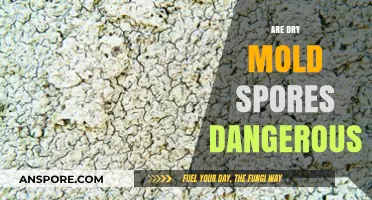 Are Dry Mold Spores Dangerous? Understanding Health Risks and Safety