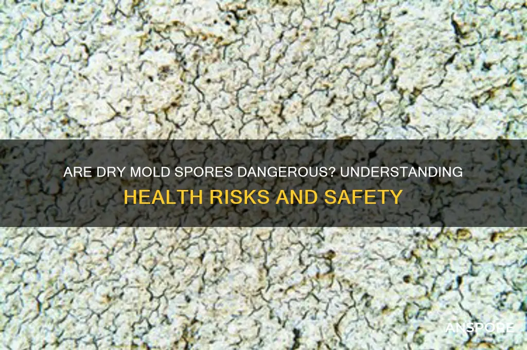 are dry mold spores dangerous