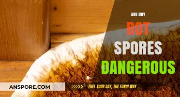Are Dry Rot Spores Dangerous? Understanding Health Risks and Prevention