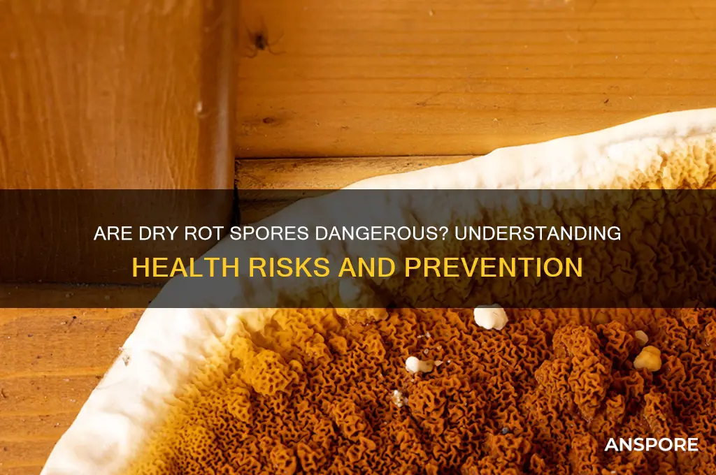 are dry rot spores dangerous